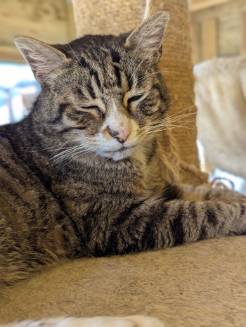 chat tiger