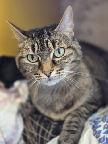 chat BELLA