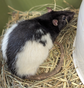 Photo 3 RATS MÂLES 2