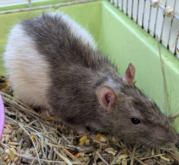 Photo 3 RATS MÂLES 3