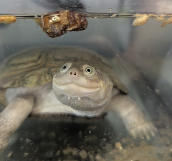 Photo nacs TORTUE D'EAU (réservée)