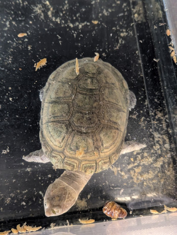 Photo TORTUE D'EAU (réservée) 2