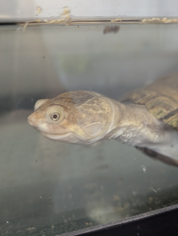Photo TORTUE D'EAU (réservée) 3