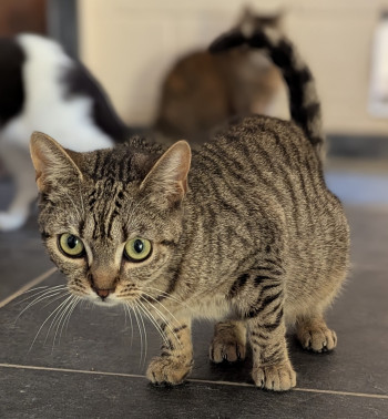 Photo chat ARTEMIS
