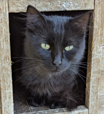 chat DIEGO