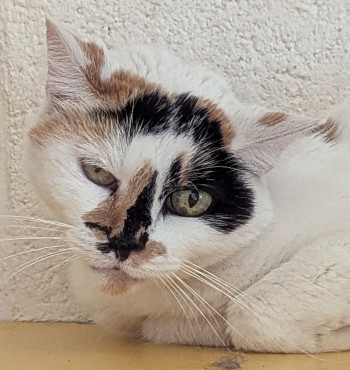 chat MINETTE
