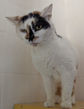 Photo MINETTE 2