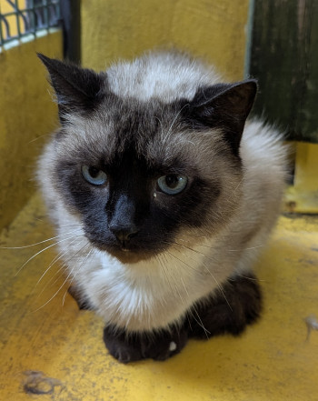 chat FELIPE