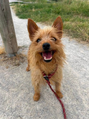 chien BENJI