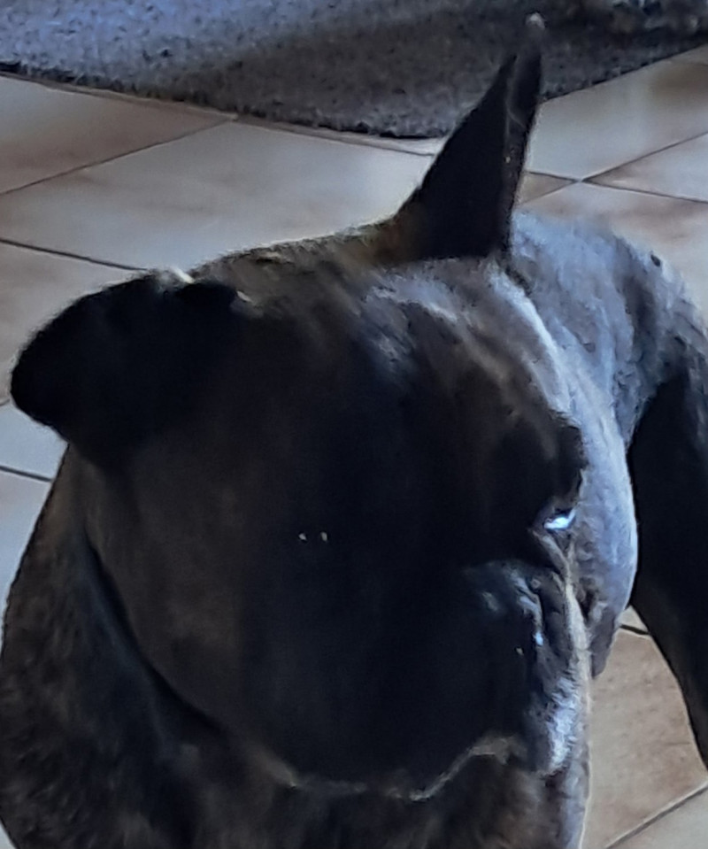 MON OSCAR