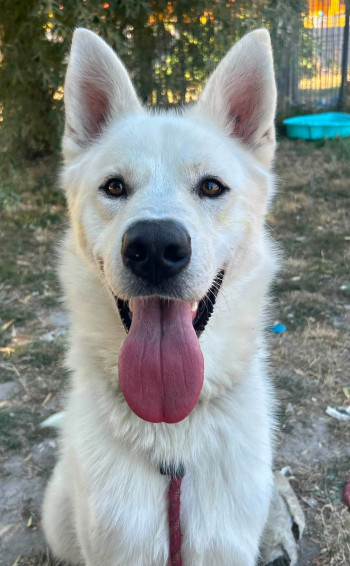 Photo ODIN 2