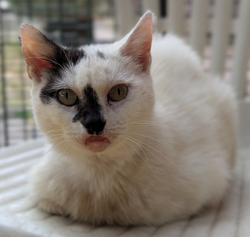 chat GEMIE