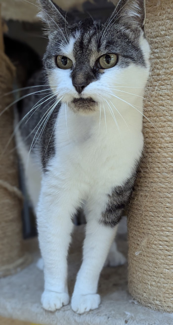 chat SHIRLEY