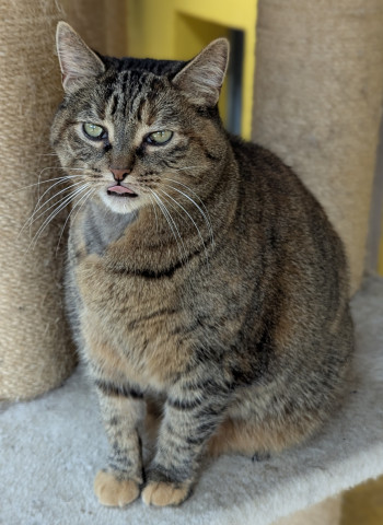 chat roxie