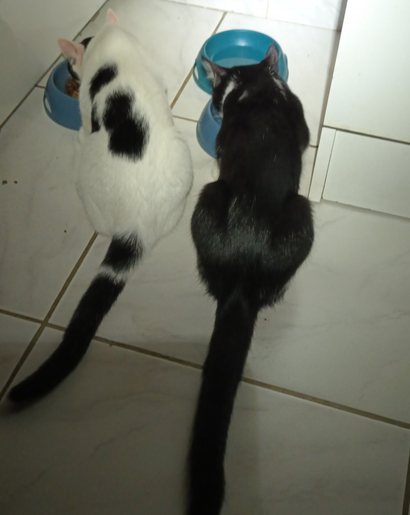 Brook et Baillie