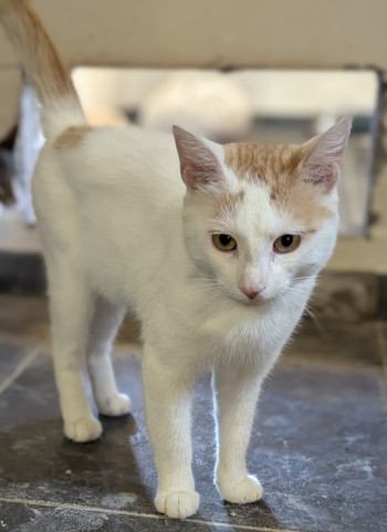 chat BLANC BEC