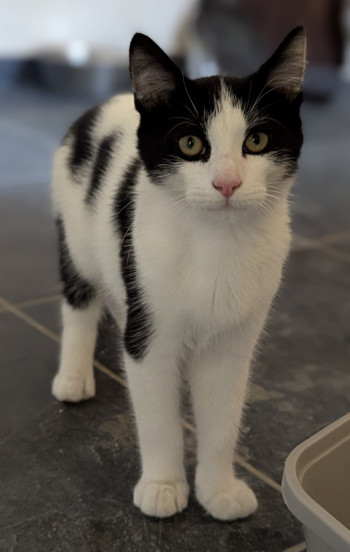 chat ULYSSE