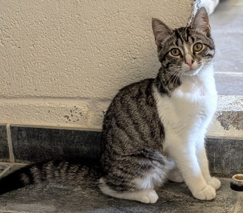 chat SPEEDY (réservé)