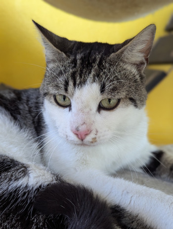 chat OCTAVE