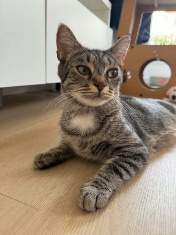 chat TIGRETTE