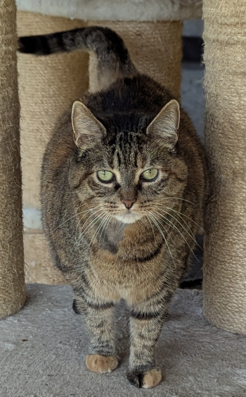 chat roxie
