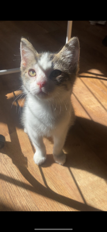 Bisou