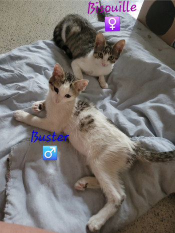 A l'adoption Buster et Bidouille