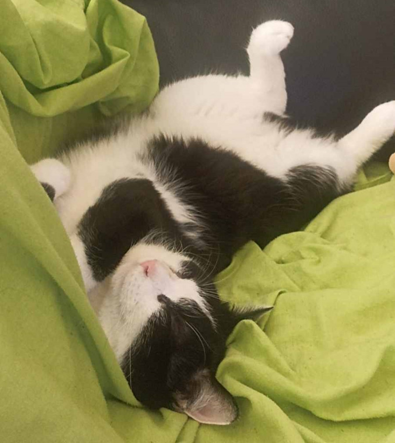 Vitany mais maintenant Loki