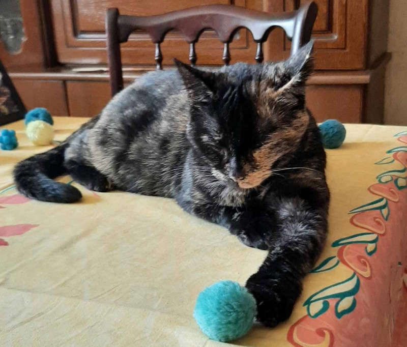 Ninette et maintenant Canelle