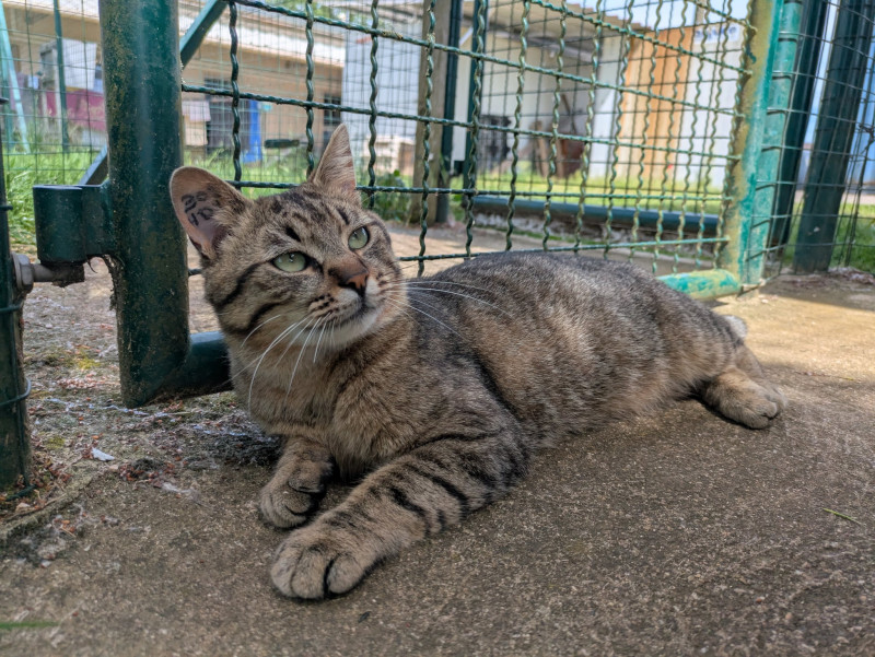 SOS, Tigrou cherche une famille