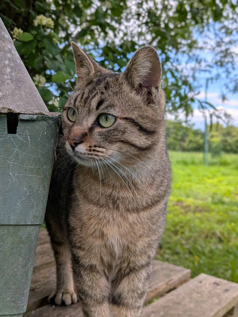 SOS, Tigrou cherche une famille