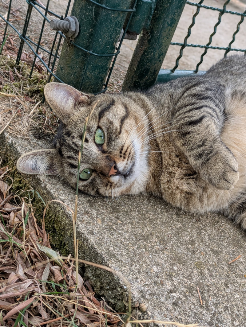 SOS, Tigrou cherche une famille