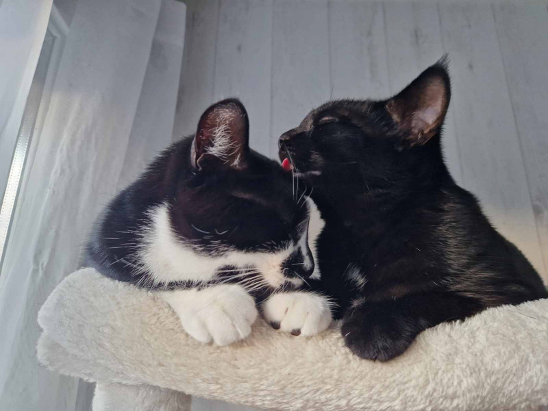 Nala et Mr Moustache