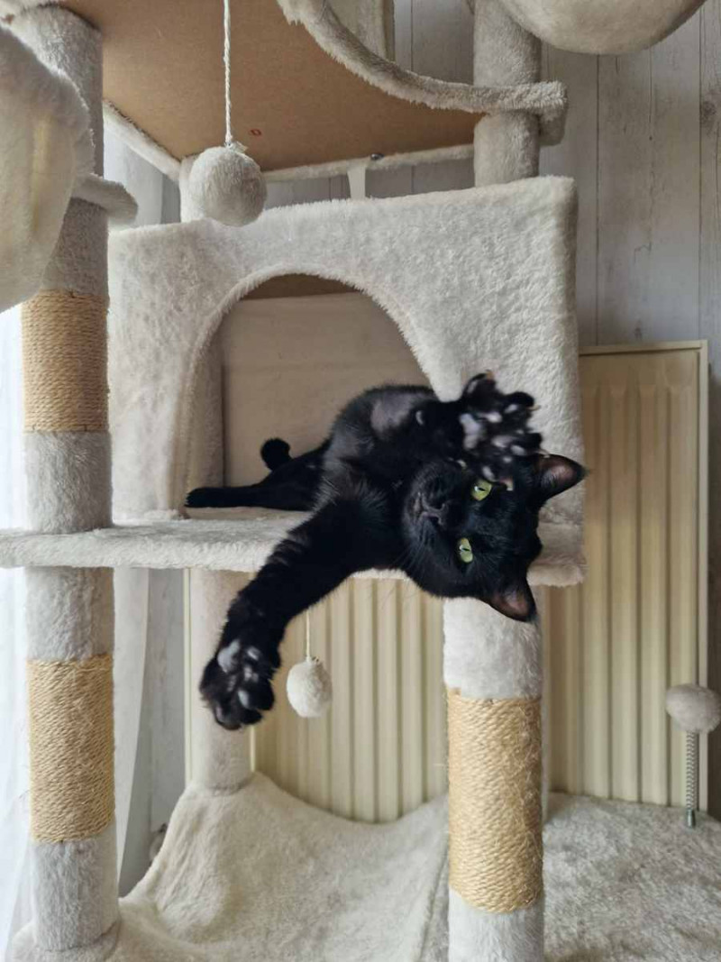 Nala et Mr Moustache