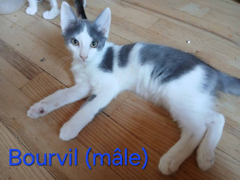 Bourvil