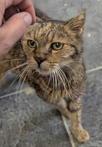 chat VANILIE