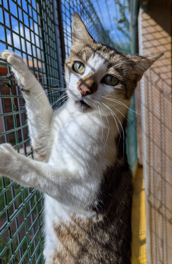 chat CABOCHON