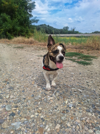 Photo chien Manny
