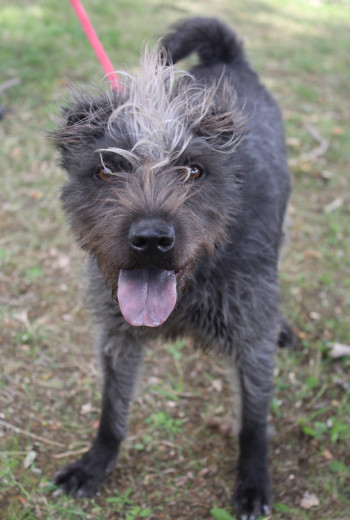 chien EVA (rdv pris)