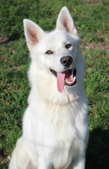 chien ODIN