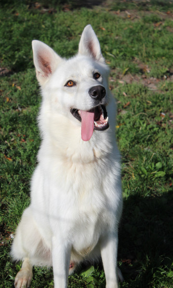 Photo ODIN 4