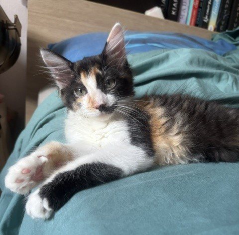 Bora jolie chatonne