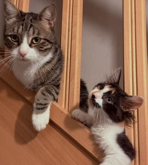 Bora jolie chatonne