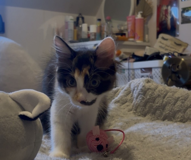 Bora jolie chatonne