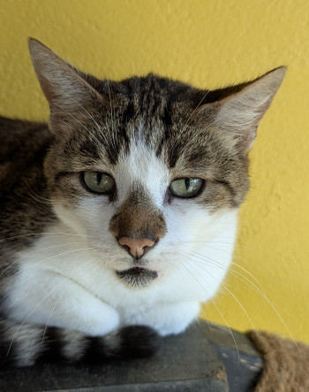 chat CABOCHON