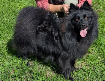 chien CACHOU