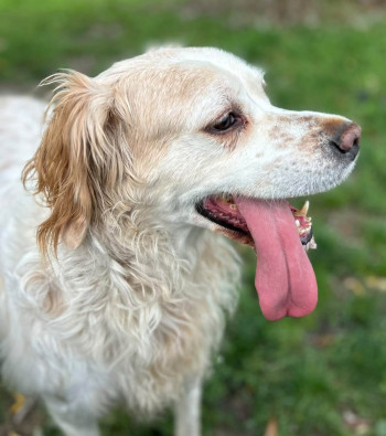 Photo chien LOUKOUM