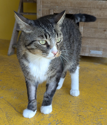 chat SPOUTNIK