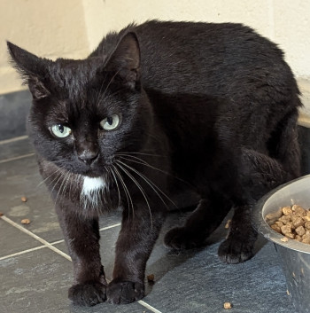 chat CHESTER