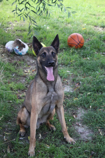 chien LAÏKO